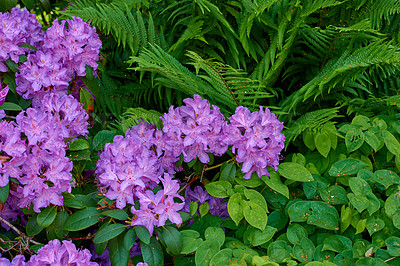 Buy stock photo A photo of beautiful purple flowers in springtime