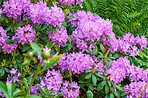 Rhododendron - garden flowers in May