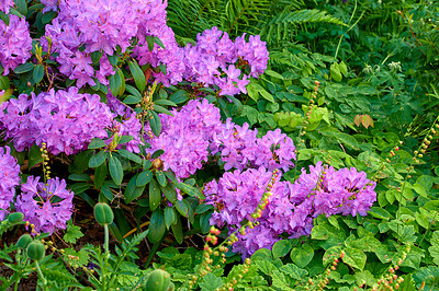 Buy stock photo Rhododendron is a genus of 1,024 species of woody plants in the heath family, either evergreen or deciduous, and found mainly in Asia, although it is also widespread throughout the Southern Highlands of the Appalachian Mountains of North America.