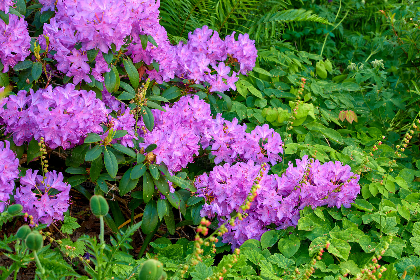 Buy stock photo Rhododendron is a genus of 1,024 species of woody plants in the heath family, either evergreen or deciduous, and found mainly in Asia, although it is also widespread throughout the Southern Highlands of the Appalachian Mountains of North America.