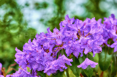 Buy stock photo Flowers, park and garden with nursery for ecology, zen and peace with outdoor morning. Purple gem, rhododendron and floral summer for plants, bush landscape or calm botanical nature environment