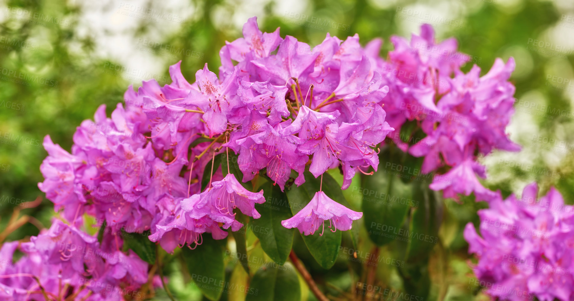 Buy stock photo Rhododendron is a genus of 1,024 species of woody plants in the heath family, either evergreen or deciduous, and found mainly in Asia, although it is also widespread throughout the Southern Highlands of the Appalachian Mountains of North America.