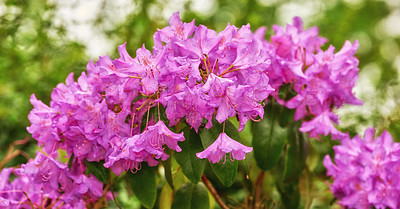 Buy stock photo Rhododendron is a genus of 1,024 species of woody plants in the heath family, either evergreen or deciduous, and found mainly in Asia, although it is also widespread throughout the Southern Highlands of the Appalachian Mountains of North America.