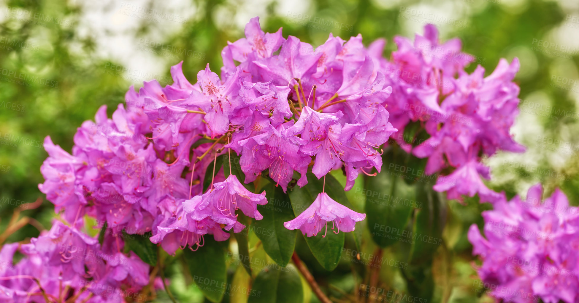 Buy stock photo Flowers, park and garden with summer for ecology, zen and peace with outdoor morning. Purple gem, rhododendron and floral nursery for plants, bush landscape or calm botanical nature environment