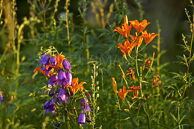 Buy stock photo Colorful flower forest on a fresh beautiful morning, many flowers trees growing on a field. Quiet, peaceful nature in harmony with zen and soothing ambience. Tranquil, silent woods or garden 