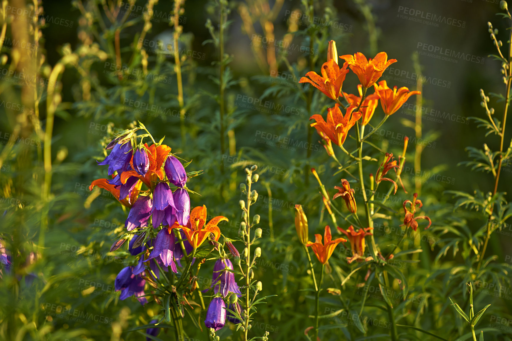 Buy stock photo Colorful flower forest on a fresh beautiful morning, many flowers trees growing on a field. Quiet, peaceful nature in harmony with zen and soothing ambience. Tranquil, silent woods or garden 