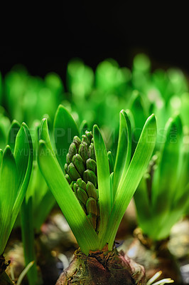 Buy stock photo Closeup of green crocus flavus flower bulbs sprouting against a black background. Tiny seedlings growing into leaves with buds to produce bright petals. Plants starting to develop and shoot in spring