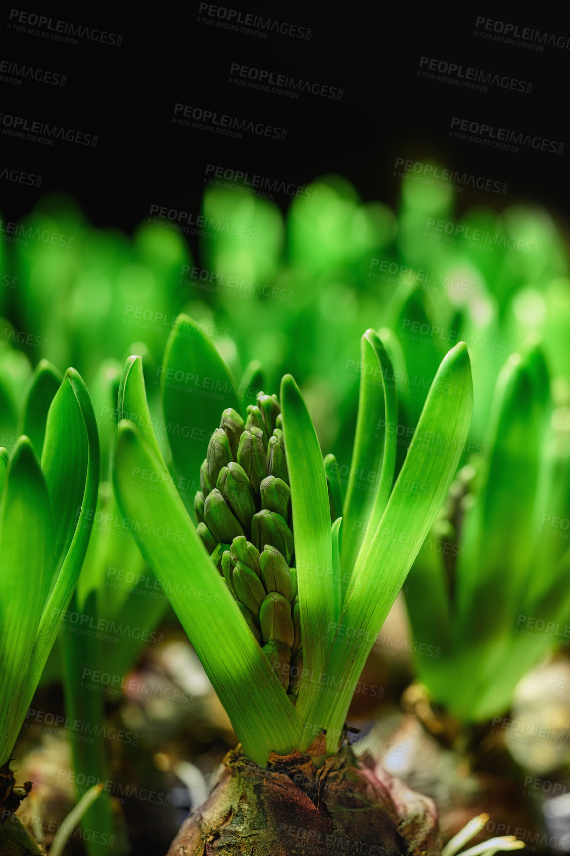 Buy stock photo Closeup of green crocus flavus flower bulbs sprouting against a black background. Tiny seedlings growing into leaves with buds to produce bright petals. Plants starting to develop and shoot in spring