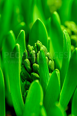 Buy stock photo Closeup of a crocus flower beginning to bloom in a backyard garden during spring. Flowering plant starting to flourish in a lush green park during summer. Zoom of a wildflower blossoming on a lawn
