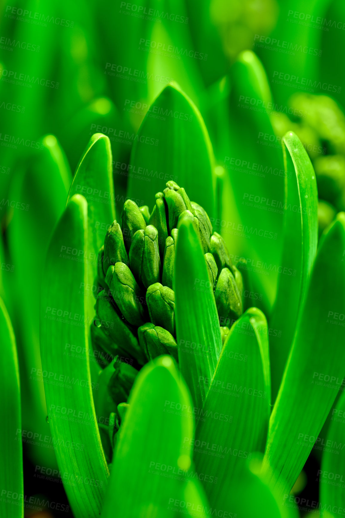 Buy stock photo Closeup of a crocus flower beginning to bloom in a backyard garden during spring. Flowering plant starting to flourish in a lush green park during summer. Zoom of a wildflower blossoming on a lawn
