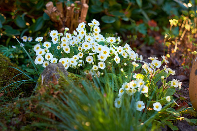 Buy stock photo Primula julian / Primrose in my garden