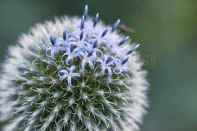 Buy stock photo Closeup of a blue globe thistle plant with thorns in a backyard garden against a blurred background. Botany growing on a green park in the countryside. Zoom of wildflowers blossoming in a meadow