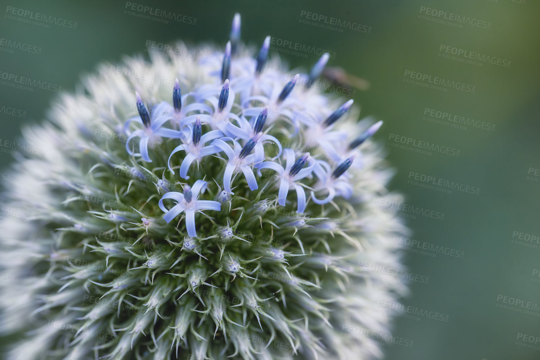 Buy stock photo Closeup of a blue globe thistle plant with thorns in a backyard garden against a blurred background. Botany growing on a green park in the countryside. Zoom of wildflowers blossoming in a meadow