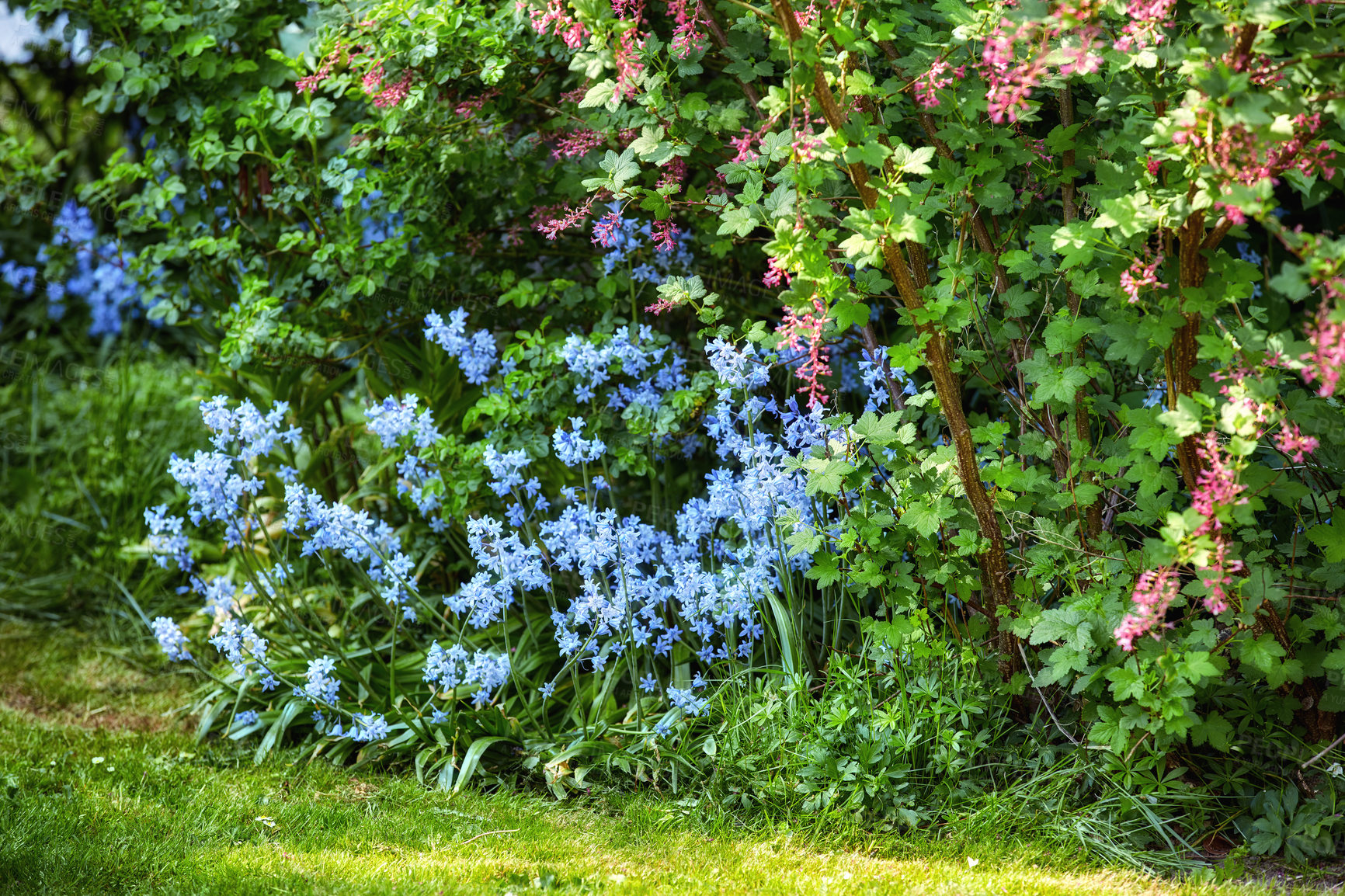 Buy stock photo Color, flowers and blossom in garden, outdoor and scenery of greenery in environment and floral. Growth, natural and petals of plants in woods, sustainability and eco friendly in location or spring