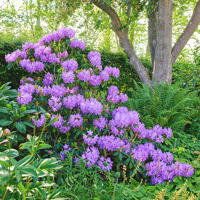 Buy stock photo Purple Rhododendron flowers growing under a tree in a garden or forest outside in the sun. Closeup of flowering plants with vibrant petals and shrubs blossoming in nature during spring