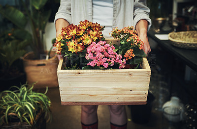 Buy stock photo Cropped shot of an unrecognizable florist holding a crate full of flowers inside a plant nursery