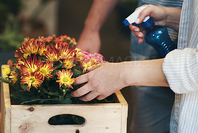 Buy stock photo Cropped shot of two unrecognizable florists watering flowers and working together inside their plant nursery