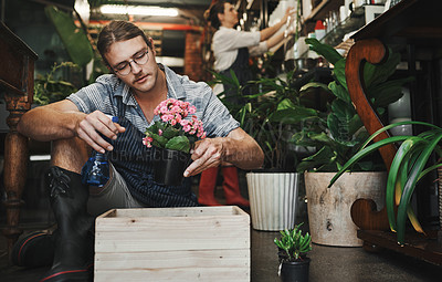 Buy stock photo Shot of a handsome young florist watering plants inside a plant nursery with a colleague also working in the background