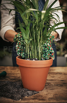 Buy stock photo Cropped shot of an unrecognizable florist arranging a pot plant inside her plant nursery
