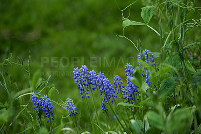 Buy stock photo A series of beautiful garden photos