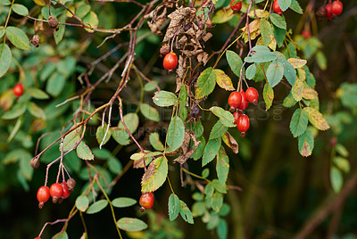 Buy stock photo A series of beautiful garden photos