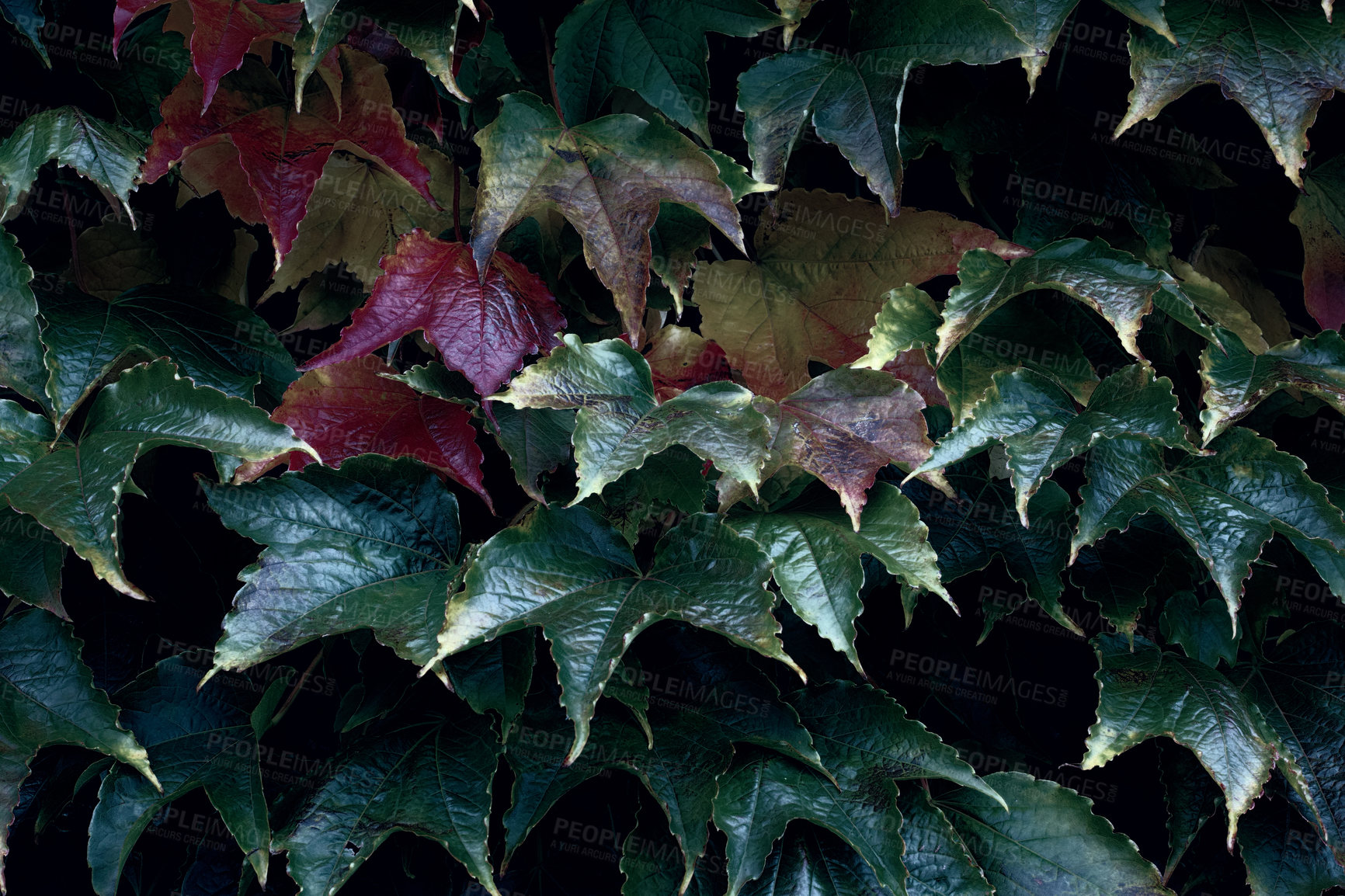 Buy stock photo A series of beautiful garden photos