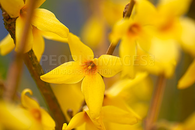 Buy stock photo A series of beautiful garden photos