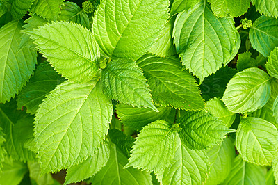 Buy stock photo Closeup, nature or perilla with growth for garden, botanical environment and harvest in top view. Mint leaves, ecology or outdoor agriculture for blooming petals, pollination or plants in countryside