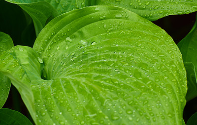 Buy stock photo A series of beautiful garden photos