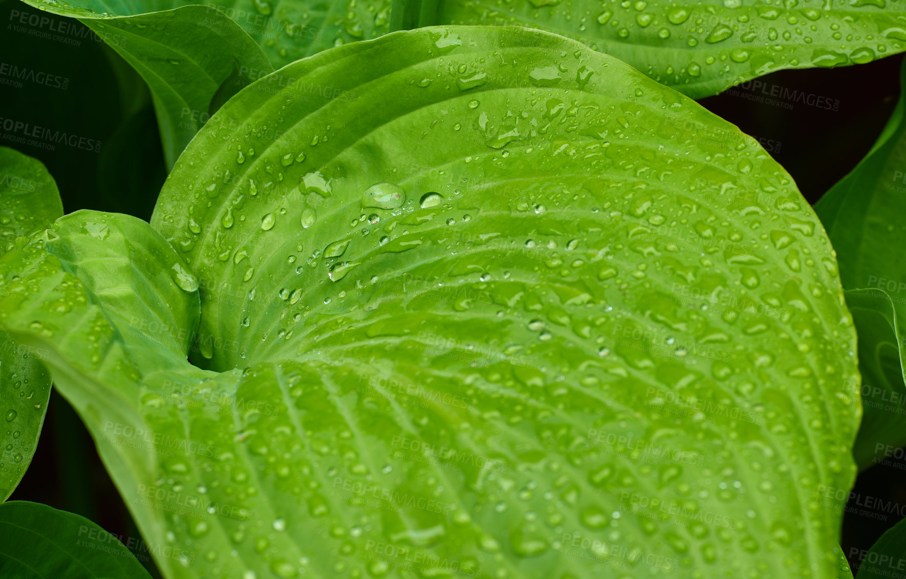 Buy stock photo A series of beautiful garden photos