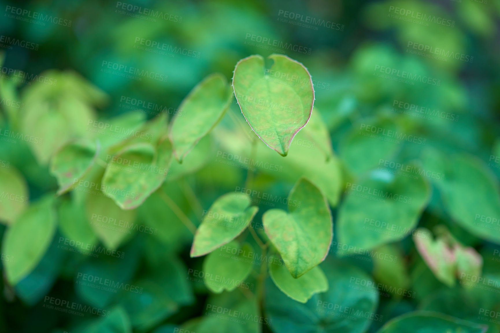 Buy stock photo A series of beautiful garden photos