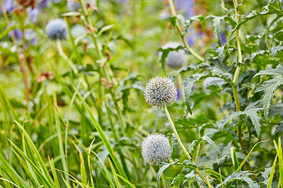 Buy stock photo A series of beautiful garden photos