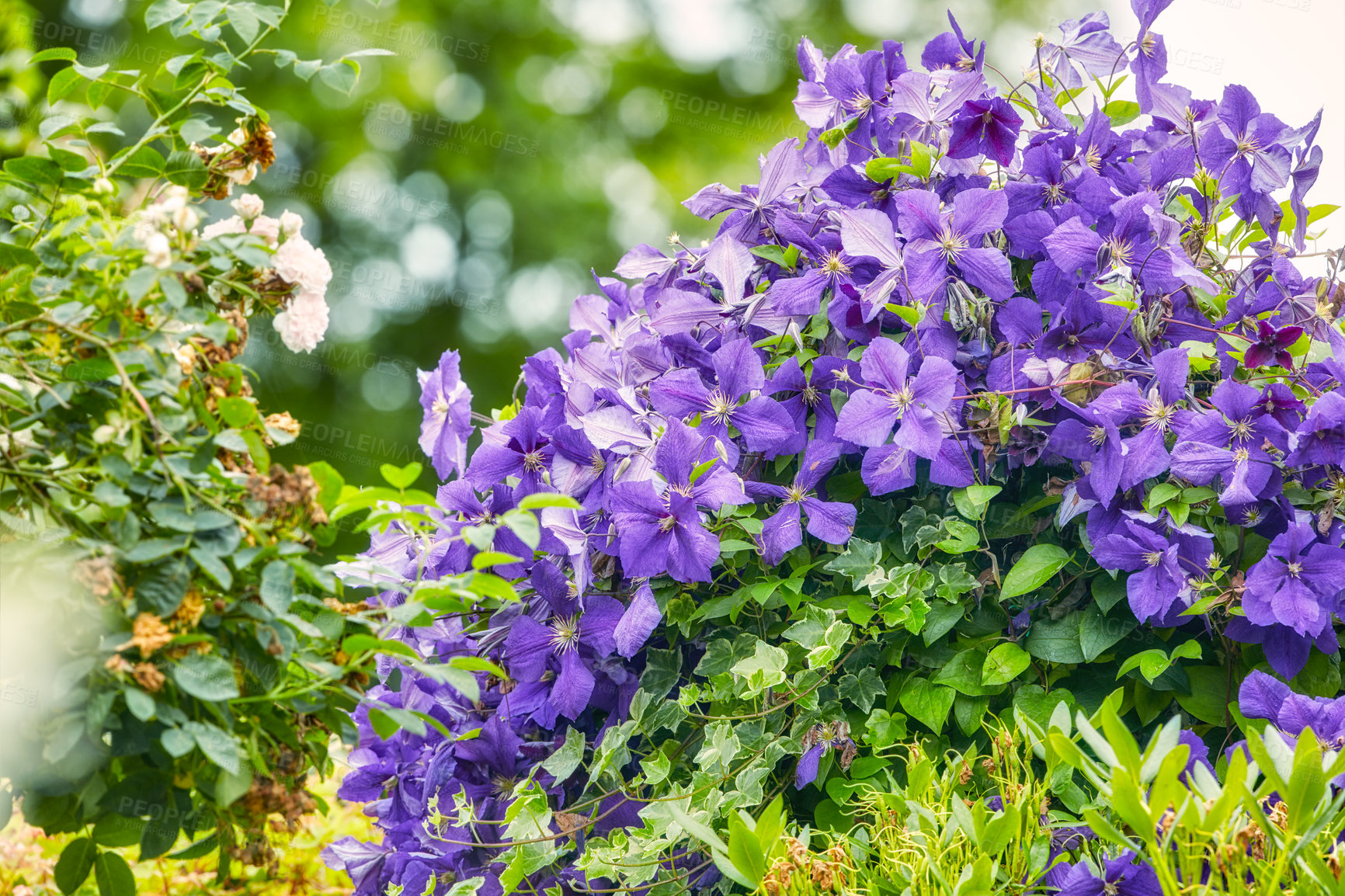 Buy stock photo A series of beautiful garden photos