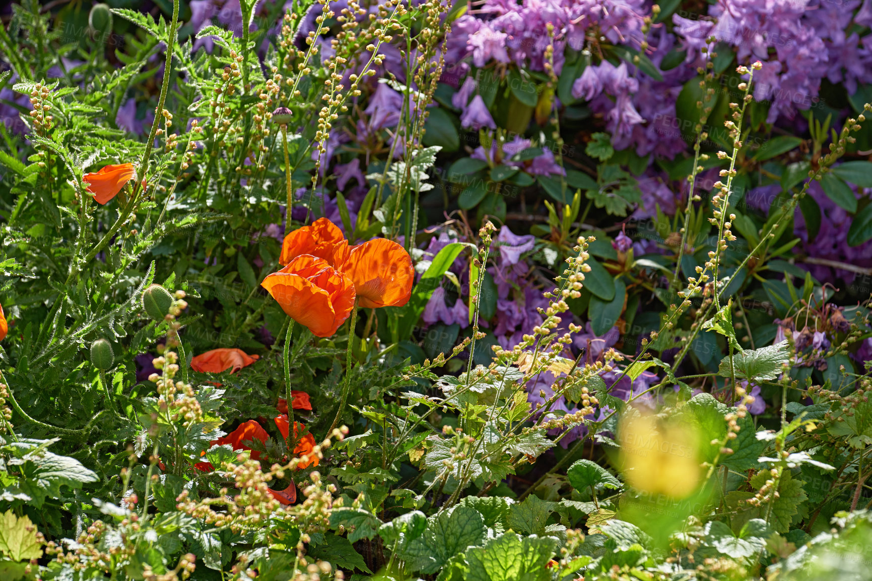 Buy stock photo A series of beautiful garden photos