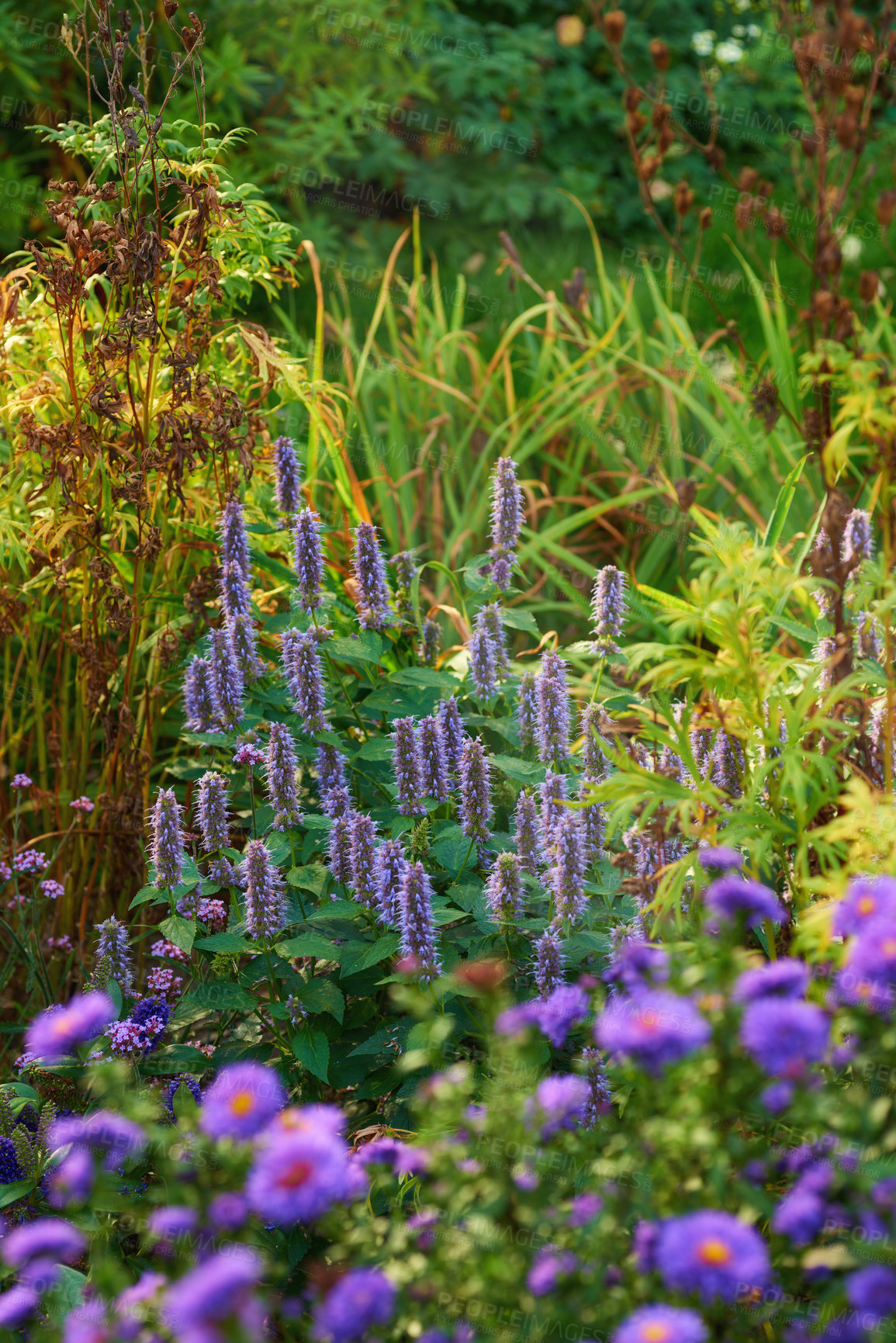 Buy stock photo A series of beautiful garden photos