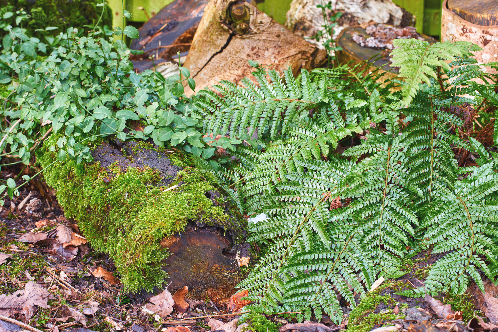 Buy stock photo A series of beautiful garden photos