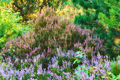 Buy stock photo A series of beautiful garden photos