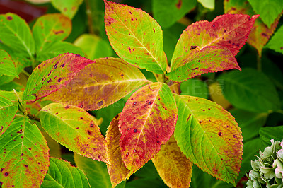 Buy stock photo A series of beautiful garden photos