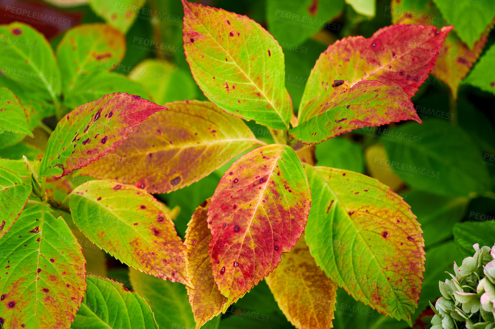 Buy stock photo A series of beautiful garden photos