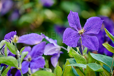 Buy stock photo A series of beautiful garden photos