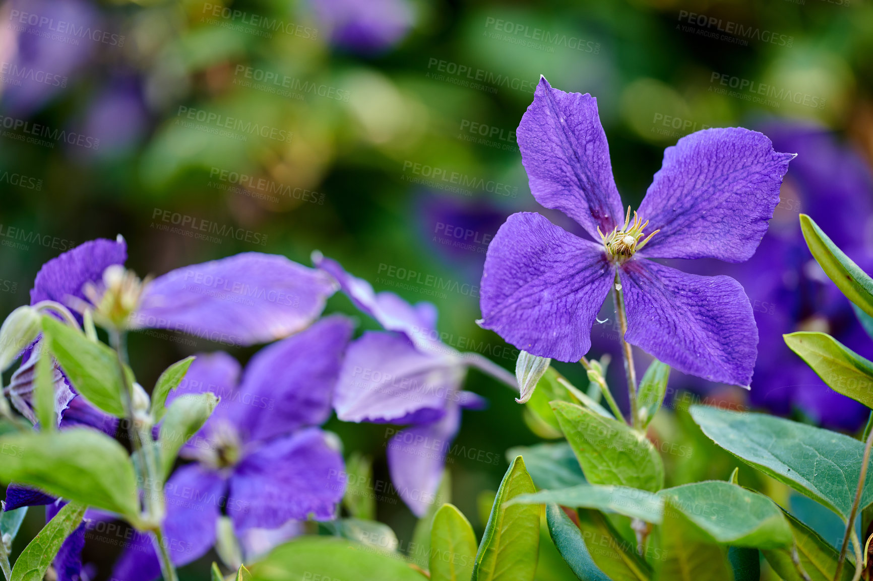 Buy stock photo A series of beautiful garden photos