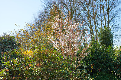 Buy stock photo A series of beautiful garden photos