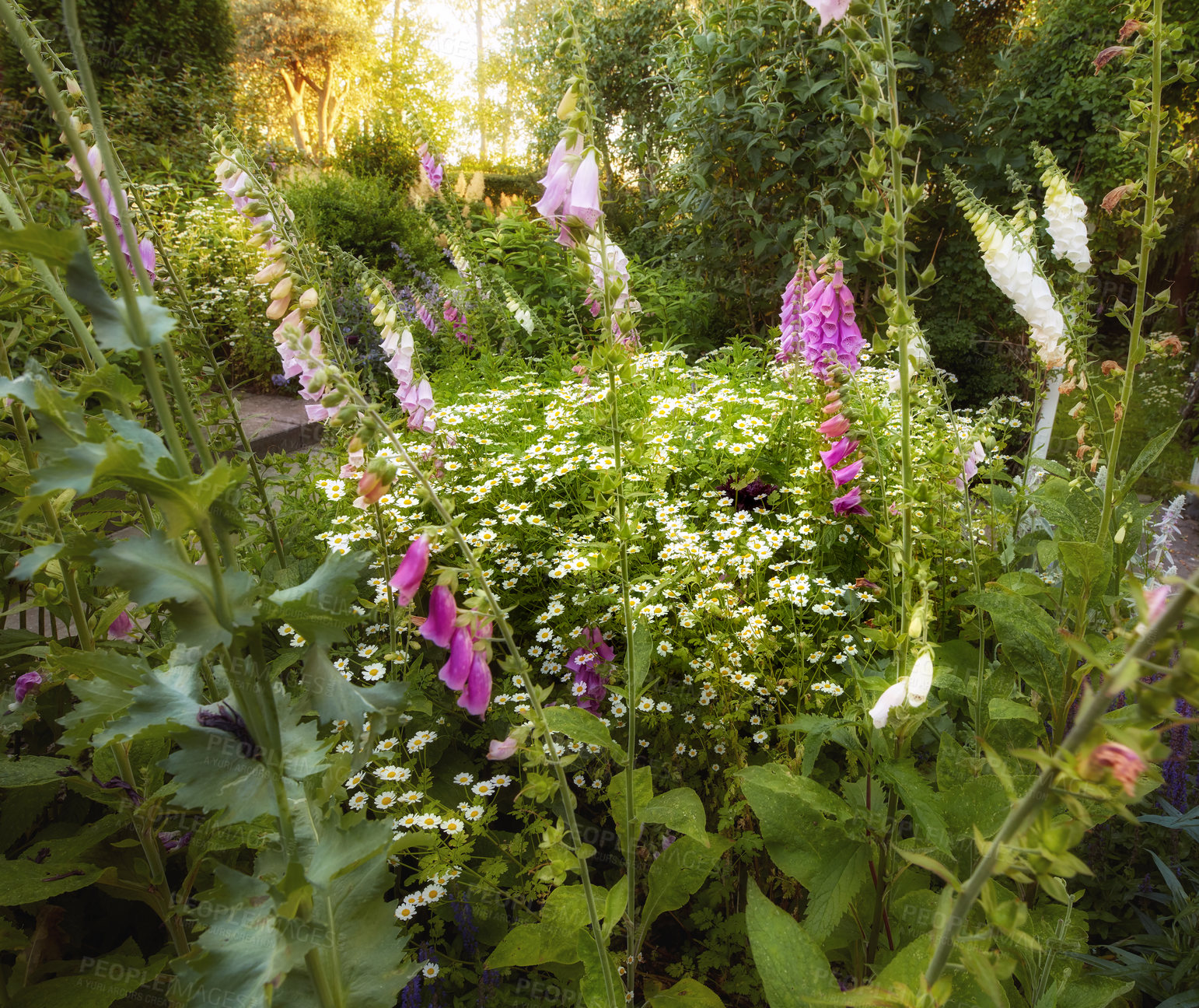 Buy stock photo Flowers, plants and garden with bush for summer, zen and peace with outdoor morning. Foxglove, landscape and floral environment for digitalis blossom, nursery park or calm botanical nature ecology