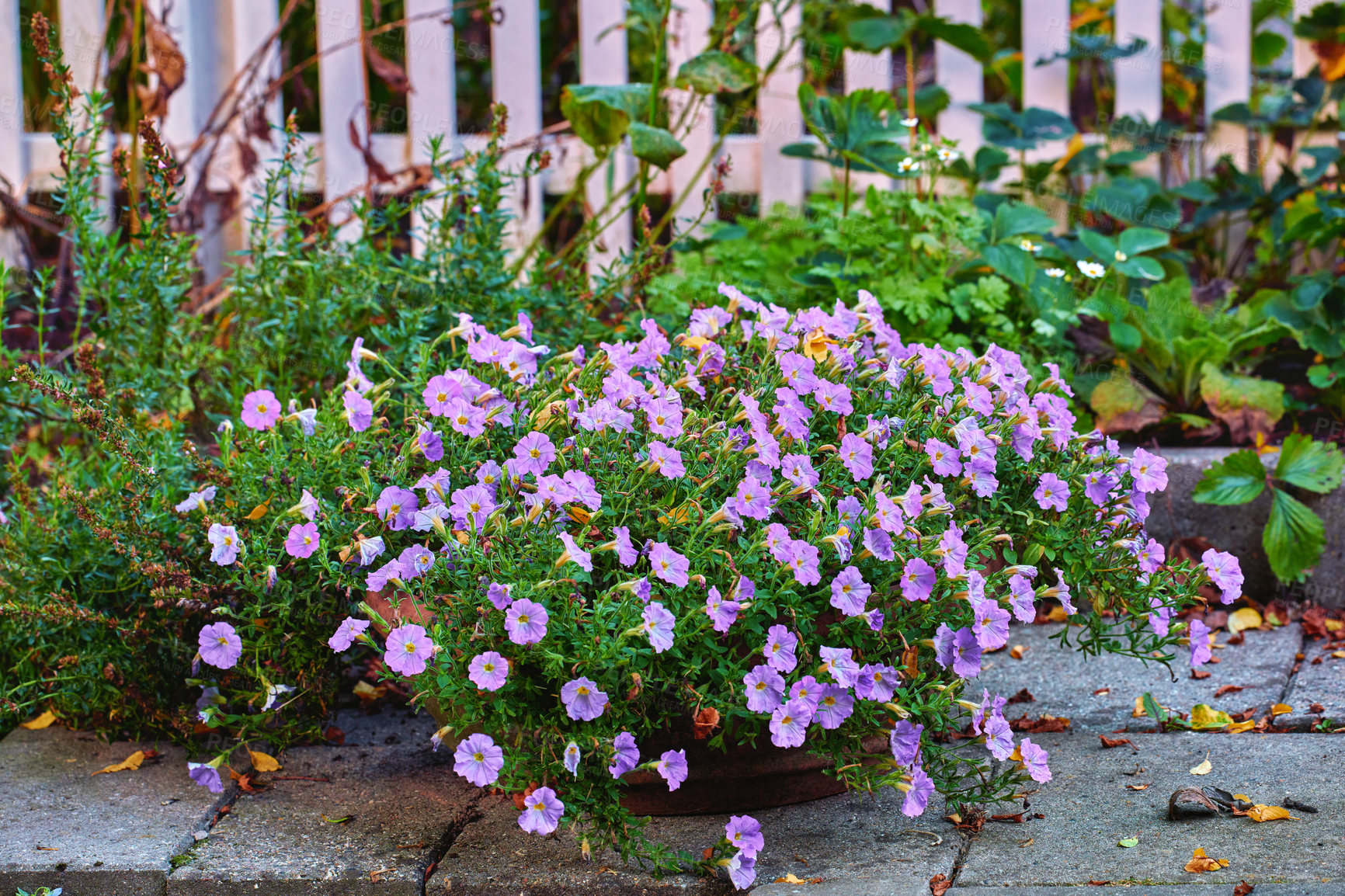 Buy stock photo Flowers, plants and garden with blossom for summer, zen and peace with outdoor morning. Purple cupflower, landscape and floral environment for bush, nursery park or calm botanical nature ecology