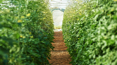 Buy stock photo Still life shot of plants and crops growing inside a greenhouse