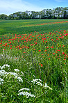 Wheat fields with poppies in early summer