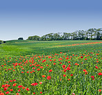 Wheat fields with poppies in early summer