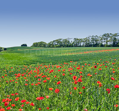 Buy stock photo A  photo of poppies in the countryside in early summer