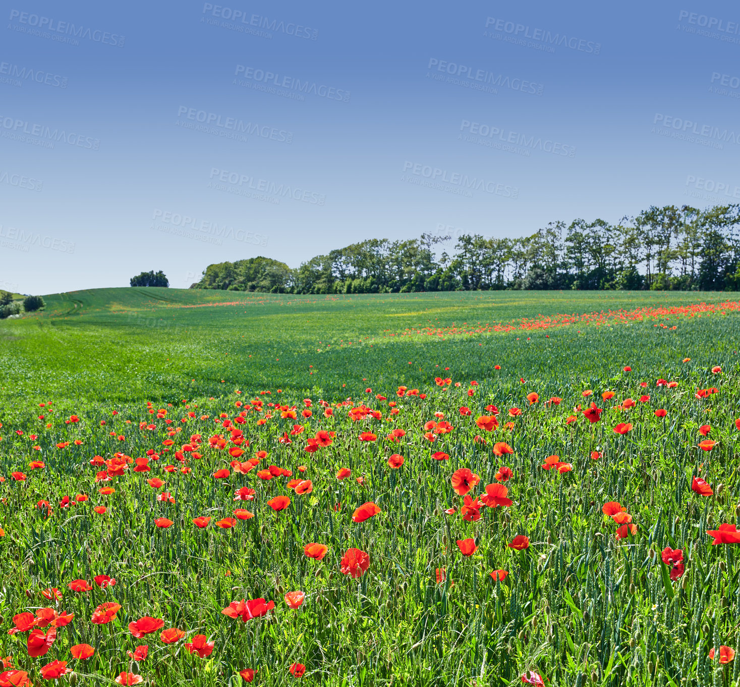 Buy stock photo A  photo of poppies in the countryside in early summer