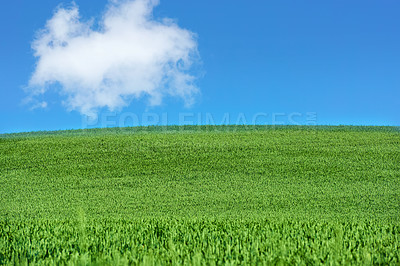 Buy stock photo Green fields and blue sky in spring and early summer